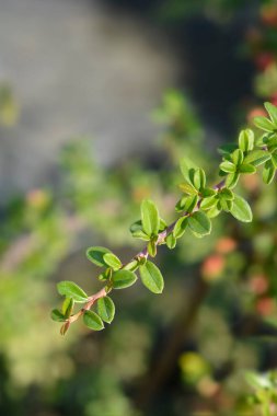 Bearberry cotoneaster Coral Beauty - Latin adı - Cotoneaster dammeri Coral Beauty