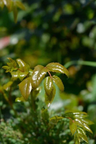 Liście Winogron Oregonu Nazwa Łacińska Berberis Aquifolium Mahonia Aquifolium — Zdjęcie stockowe