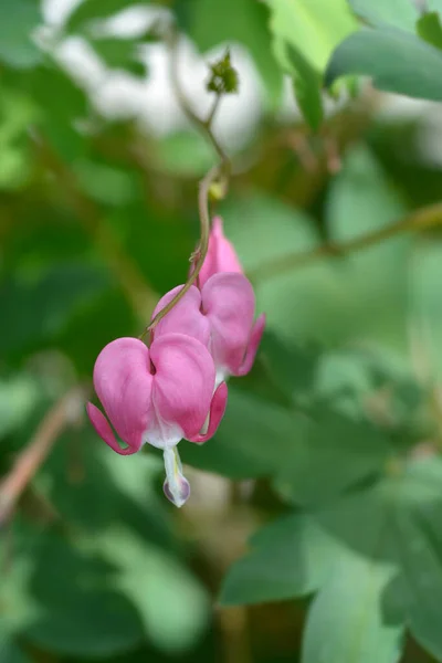 Coração Sangrando Flores Rosa Nome Latino Lamprocapnos Spectabilis Dicentra Spectabilis — Fotografia de Stock