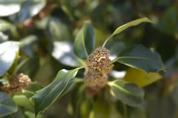 Common Holly Branch Latin Name Ilex Aquifolium — Stock Photo, Image