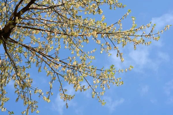 Boxelder Maple Nome Latino Acer Negundo — Fotografia de Stock