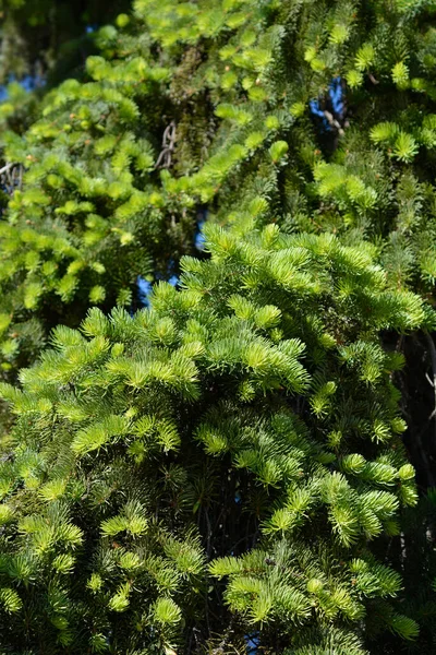 Colorado Blauwe Sparren Latijnse Naam Picea Pungens — Stockfoto