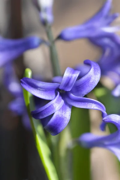 Hyacinthe Multiflora Fleur Bleue Nom Latin Hyacinthus Multiflora Bleu — Photo