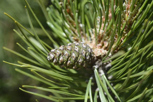 Dwarf mountain pine Mughus - Latin name - Pinus mugo Mughus