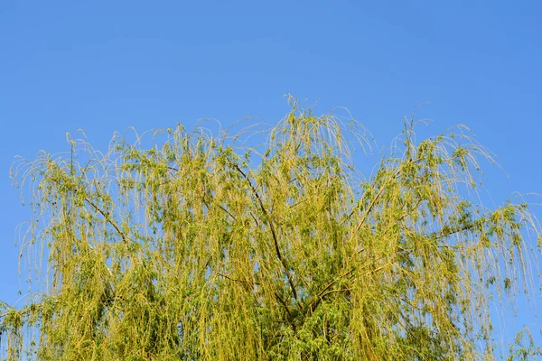 Saule Pleureur Nom Latin Salix Alba Subsp Vitellina Pendula — Photo