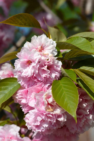 Japanese Flowering Cherry Kanzan Latin Name Prunus Serrulata Kanzan — Stock Photo, Image