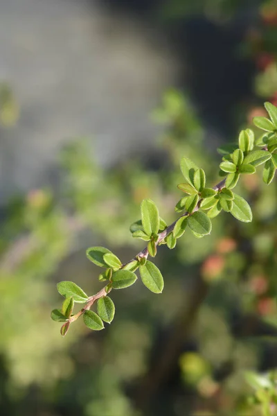 Bearberry Cotoneaster Coral Beauty Branch Λατινική Ονομασία Cotoneaster Dammeri Coral — Φωτογραφία Αρχείου