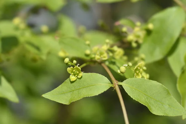 Płonąca Gałąź Krzewu Nazwa Łacińska Euonymus Alatus — Zdjęcie stockowe