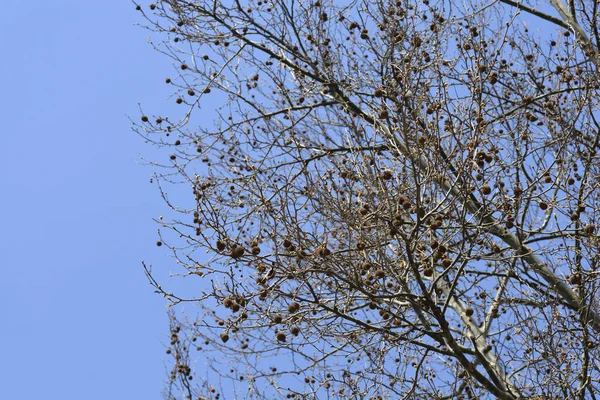 Londra uçağı mavi gökyüzüne karşı dallanır - Latince adı Platanus x hispanica (Platanus x acerifolia)