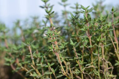 Faustini kekik yaprakları - Latince adı - Thymus vulgaris Faustini