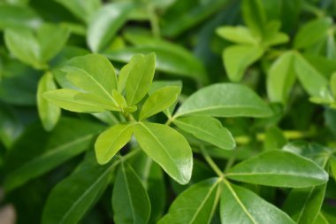 Meksika portakal yaprakları - Latince adı - Choisya ternata