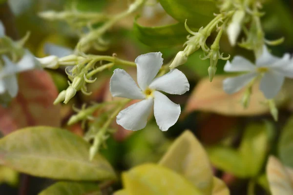 Star Jasminoides ラテン語名 トラッチェロスペルマム ジャスミン — ストック写真