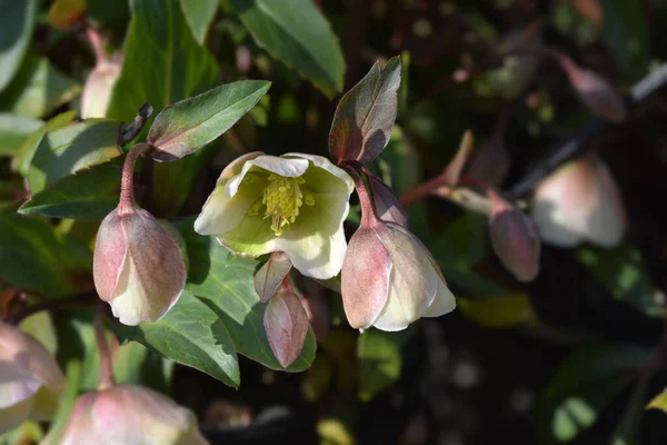 Hellebore Winter Princess Flowers Latin Name Helleborus Sahinii Winter Princess — Stock Photo, Image