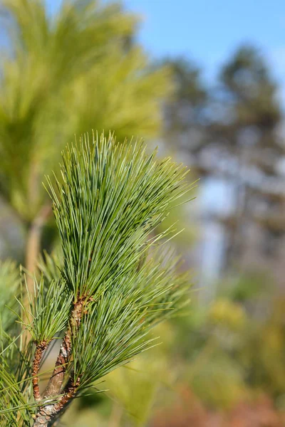 Rama Pino Del Himalaya Nombre Latino Pinus Wallichiana — Foto de Stock