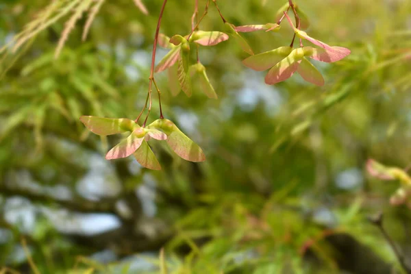 Japanese Maple Viridis Seeds 라틴어 Acer Palmatum Dissectum Viridis — 스톡 사진