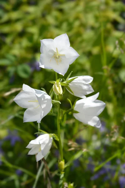 Biały Dzwoneczek Brzoskwiniowy Nazwa Łacińska Campanula Persicifolia Alba — Zdjęcie stockowe