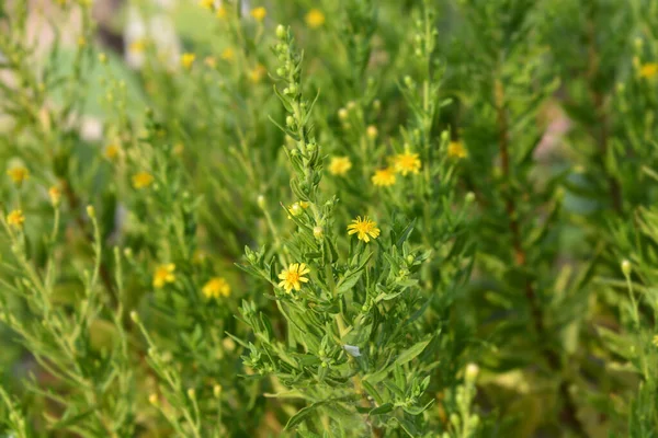 Sticky Aster Yellow Flowers Latin Name Dittrichia Viscosa — Stock Photo, Image