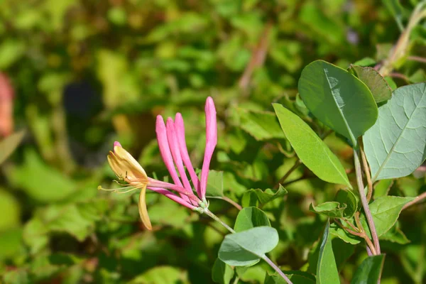 Honeysuckle American Beauty Flowers Łacińska Nazwa Lonicera Heckrottii American Beauty — Zdjęcie stockowe