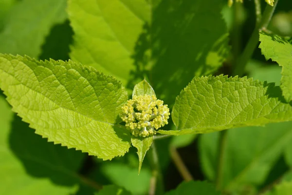 Gładka Hortensja Silne Pąki Kwiatowe Annabelle Łacińska Nazwa Hydrangea Arborescens — Zdjęcie stockowe