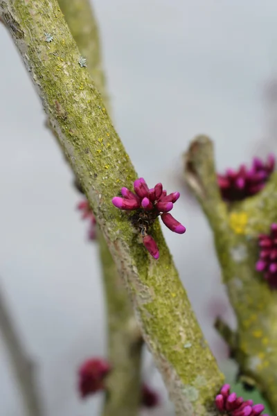 Redbud Chino Avondale Nombre Latino Cercis Chinensis Avondale —  Fotos de Stock