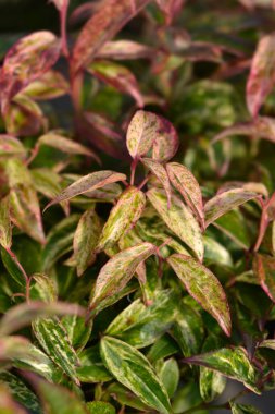 Köpek topallaması Makijaz - Latince adı - Leucothoe fontanesiana Makijaz