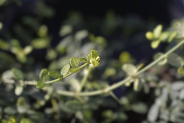Wintercreeper Minimus Latince adı Euonymus fortune ei Minimus olan