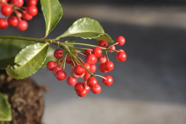 Koraalbes Latijnse Naam Ardisia Crenata — Stockfoto