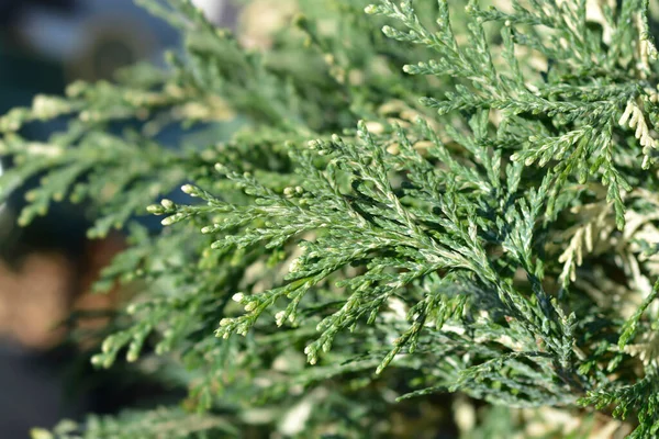 Lawsons Cypress Pearly Swirls Latin Name Chamaecyparis Lawsoniana Pearly Swirls — Stock Photo, Image