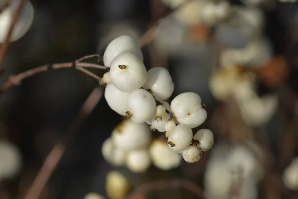 Snowberry Magical Sweet Latinský Název Symphoricarpos Magical Sweet — Stock fotografie