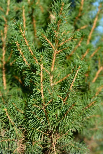 Dwarf Alberta Spruce Conica December Latin Name Picea Glauca Conica — Stock Photo, Image