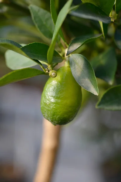 Limequat Immature Fruit Latin Name Citrofortunella Floridana — Stock Photo, Image