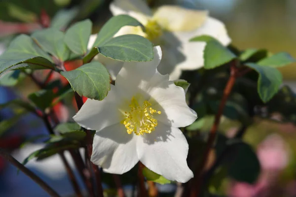 Natal Subiu Mont Blanc Nome Latino Helleborus Niger Mont Blanc — Fotografia de Stock