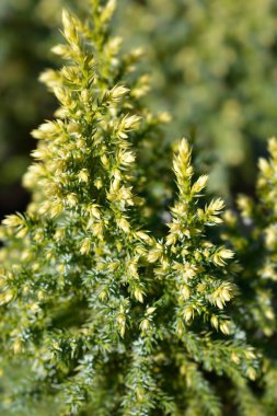 Juniper Hulsdonk Sarı - Latince adı Juniperus pingii Hulsdonk