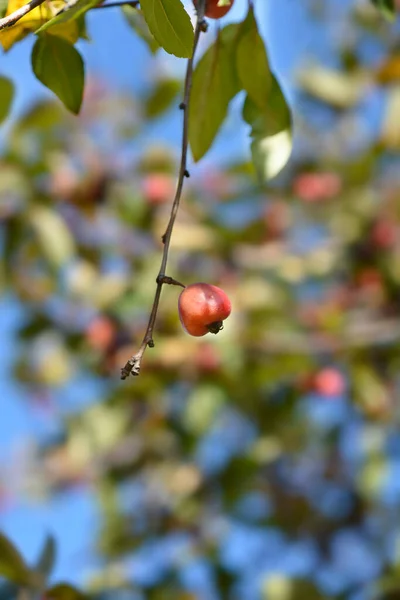 붉은게 사과나무 라틴어 Malus Purpurea — 스톡 사진