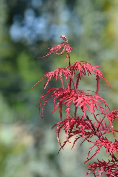 Φύλλα Σφενδάμου Λατινική Ονομασία Acer Palmatum Garnet — Φωτογραφία Αρχείου