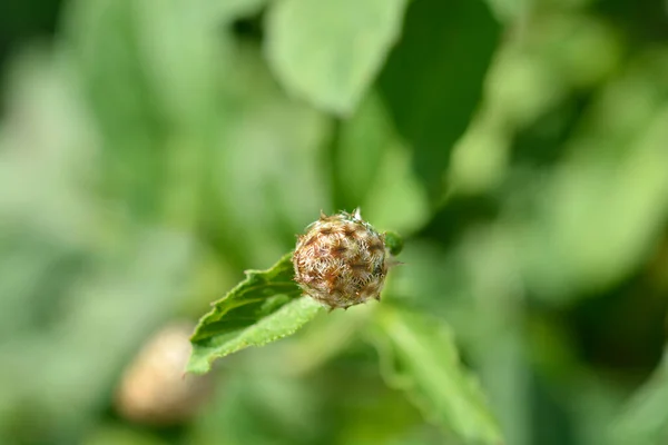 Rózsaszín Agglegény Gomb Virág Bud Latin Név Centaurea Pulcherrima — Stock Fotó