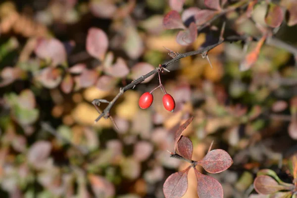 Фиолетовый Японский Барбарис Латинское Название Berberis Thunbergii Atfurpurea — стоковое фото