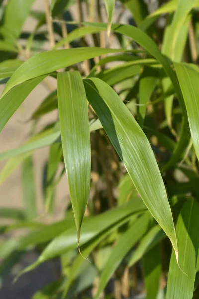 Arrow Bamboo Leaves Latin Name Pseudosasa Japonica — Stock Photo, Image