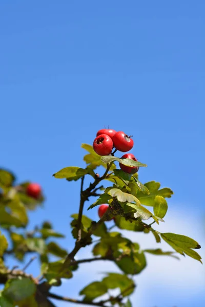 Hawthorn Pauls Scarlet Nom Latin Crataegus Laevigata Pauls Scarlet — Photo