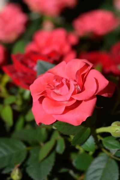 Pink Rose Kordana Series Flower Latin Name Rosa Kordana Series — Stock Photo, Image