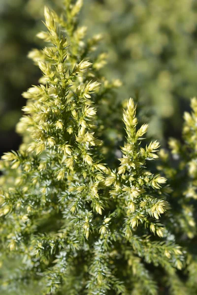 Juniper Hulsdonk Sarı - Latince adı Juniperus pingii Hulsdonk