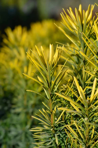 Korean Gold Plum Yew Latin Name Cephalotaxus Harringtonia Korean Gold — Stock Photo, Image