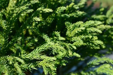 Japon sedir ağacı Globosa Nana - Latince adı - Cryptomeria japonica Globosa Nana