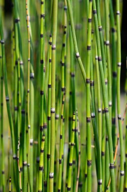 Acele at kuyruğu - Latince adı - Equisetum hyemale