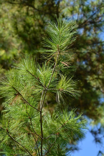 Ramo Pinheiro Branco Oriental Nome Latino Pinus Strobus — Fotografia de Stock