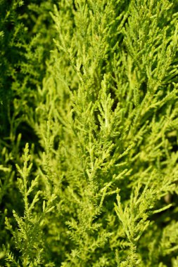 Monterey Cypress Wilma - Latin name - Cupressus macrocarpa Wilma clipart