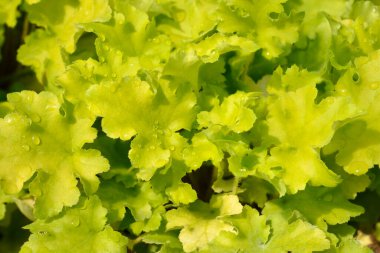 Coral Bells Lime Marmelade Latince adı Heuchera Lime Marmelade