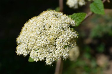 Kırışık viburyum beyaz çiçek - Latince adı Viburnum rhyridophyllum