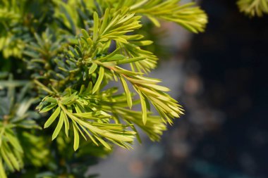Golden English yew Summergold new leaves - Latin name - Taxus baccata Summergold clipart