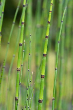 Acele at kuyruğu - Latince adı - Equisetum hyemale